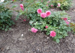 Кусты розы Пинк Свани