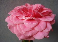 Цветок почвопокровной розы Пинк Свани