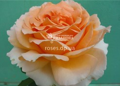Сорт розы Полька
