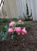 Соцветие розы Помпонелла