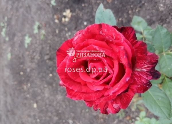 Фото розы Ред Интуишн