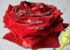 Фото розы Ред Маг