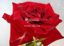 Фото цветка розы Ред Маг