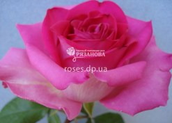 Фото сорта розы Топаз