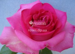 Фото чайно-гибридной розы Топаз