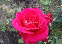Фото цветка чайно-гибридной розы Шания