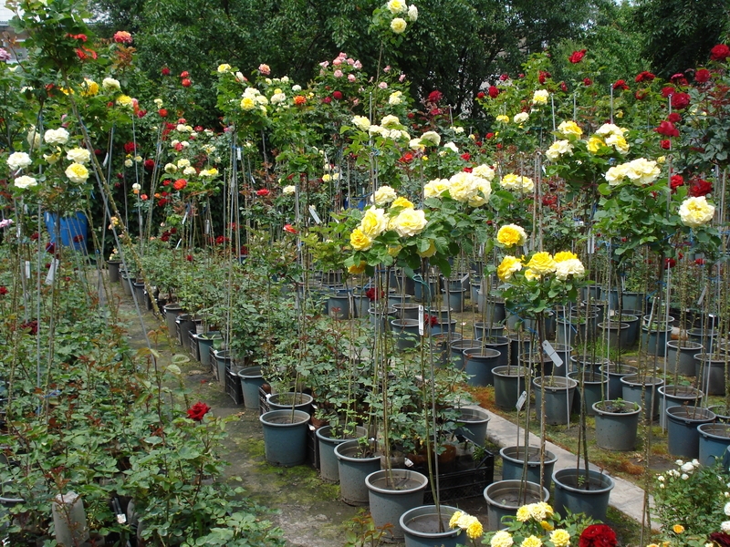Новгород розы саженцы