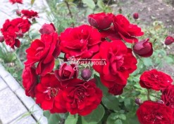 Фото соцветия патио розы Торнадо