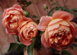 Соцветие английской розы Пэт Остин