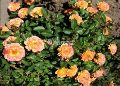 Фото куста почвопокровной розы Бесси