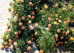 Фото кустов почвопокровной розы Бесси