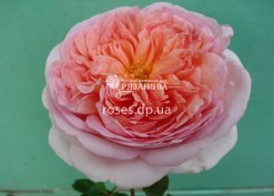 Цветок розы Абрахам Дерби