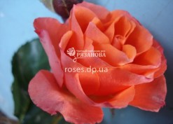 Фото цветка розы Алегрия