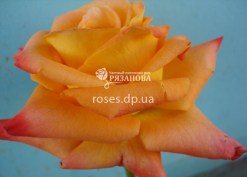 Фото чайно-гибридной розы Абрикос