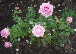Куст розы Аква