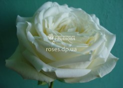 Сорт розы Аваланч