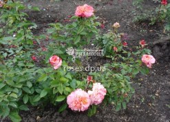 Куст розы  Августа Луиза
