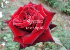 Фото Блек Меджик в питомнике роз