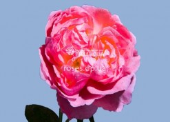 Цветок розы Брат Кадфил