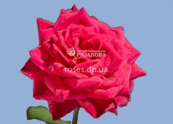 Чайно-гибридная роза Бургунд 81