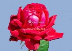 Цветок розы Бургунд 81