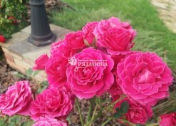 Фото соцветия патио розы Карат
