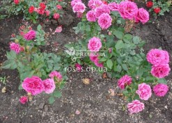 Фото куста розы Карат