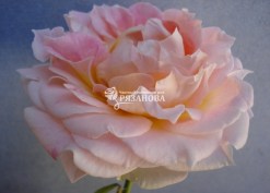 Фото цветка парковой розы Цезарь