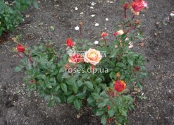 Куст розы Черри Бренди