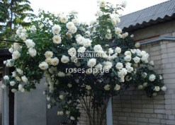 101 цветок на плетистой розе Шнеевальзер
