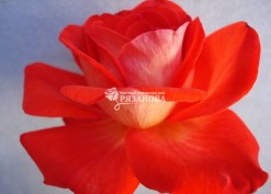Плетистая роза сорта Оранж Аполло