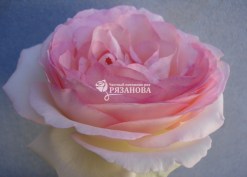 Фото цветка розы Пьер де Ронсар