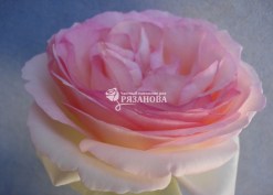 Фото цветка плетистой розы Пьер де Ронсар