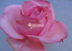 Фото цветка розы Рамира