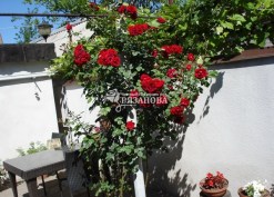 Фото куста плетистой розы Сантана
