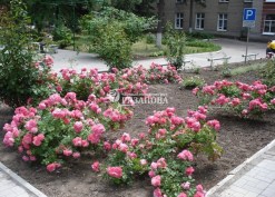 Кусты розы Розариум Ютерсен