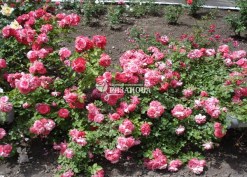Клумба из кустов плетистой розы Розариум Ютерсен