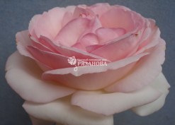 Фото цветка сорта плетистой розы Пьер де Ронсар