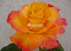 Фото цветка чайно-гибридной розы Хай Меджик