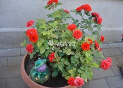 Фото бордюрной розы Оранж Джувел в вазоне