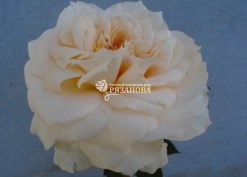 Фото цветка розы флорибунда Лионс