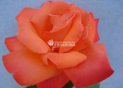 Фото цветка чайно-гибридной розы Христофор Колумб