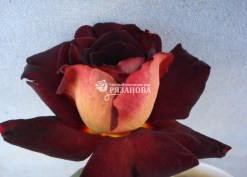 Сорт чайно-гибридной розы Эдди Митчелл