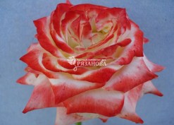 Цветок розы Императрица Фарах