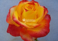 Фото цветка розы Хай Меджик
