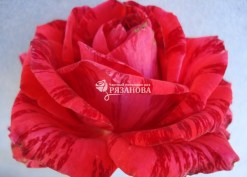 Фото цветка сорта розы Ред Интуишн