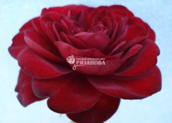 Фото цветка патио розы Торнадо