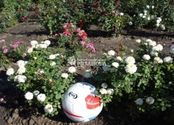 Кусты белой бордюрной розы