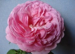 Фото цветка розы Принцесса Александра оф Кент