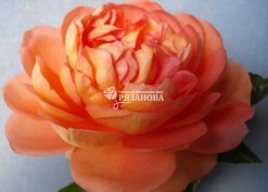 Фото цветка английской розы Пэт Остин